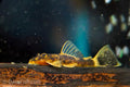 LDA016 Orange Calico Bushynose Pleco