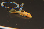 Lemon Blue Eye Bushynose Pleco