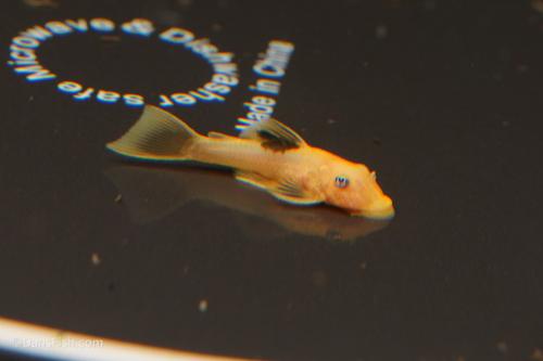 Lemon Blue Eye Bushynose Pleco