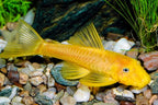 Lemon Blue Eye Bushynose Pleco
