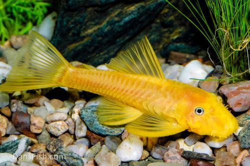 Lemon Blue Eye Bushynose Pleco