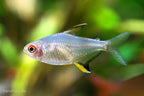 Lemon Tetra