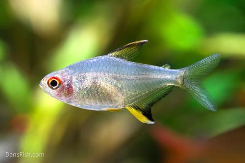 Lemon Tetra