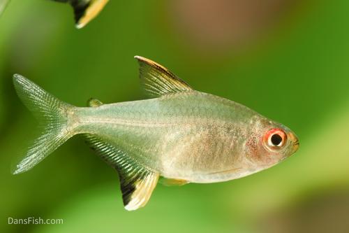 Lemon Tetra