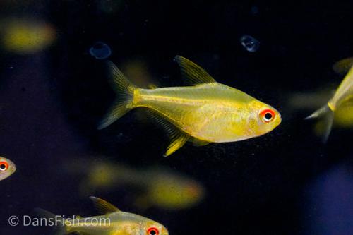 Lemon Tetra