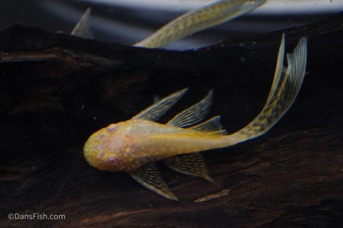 Long Fin Albino Bushynose Pleco
