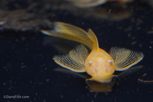 Long Fin Albino Bushynose Pleco
