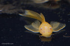 Long Fin Albino Bushynose Pleco