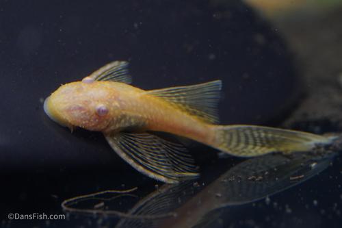 Long Fin Albino Bushynose Pleco