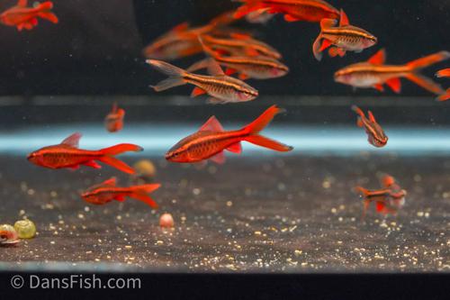 Long Fin Cherry Barb