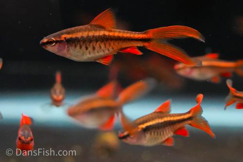 Long Fin Cherry Barb