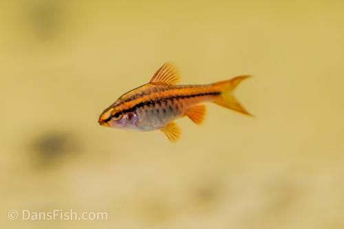 Cherry Barb