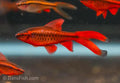 Long Fin Cherry Barb