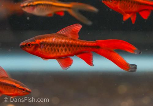 Long Fin Cherry Barb