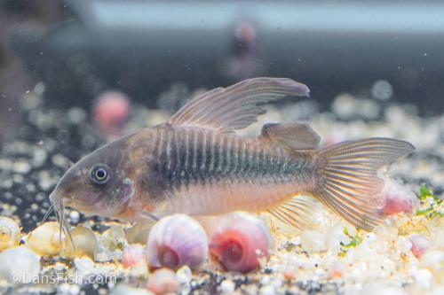 Long Fin Cory Aeneus