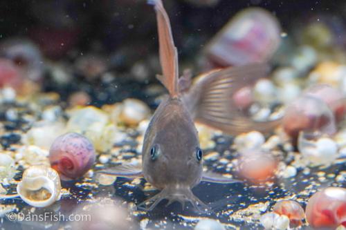 Long Fin Cory Aeneus