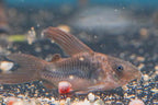 Long Fin Cory Aeneus