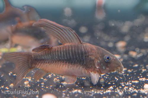 Long Fin Cory Aeneus