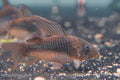 Long Fin Cory Aeneus