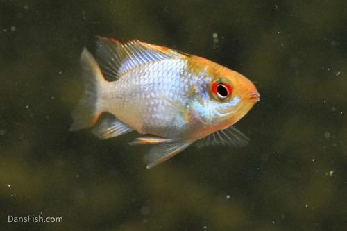 Long Fin Electric Blue Ram
