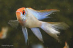 Long Fin Electric Blue Ram