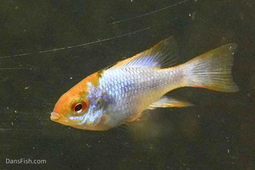 Long Fin Electric Blue Ram