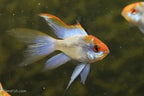 Long Fin Electric Blue Ram