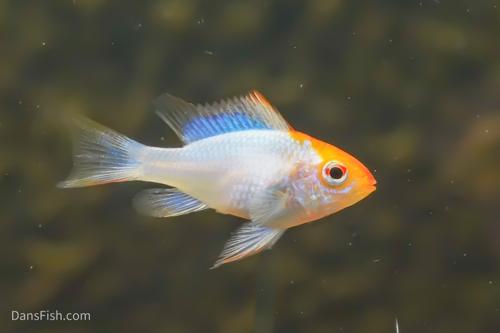Long Fin Gold Ram