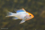 Long Fin Gold Ram
