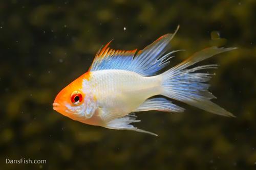 Long Fin Gold Ram