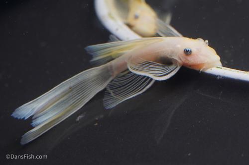 Long Fin Lemon Blue Eye Bushynose Pleco
