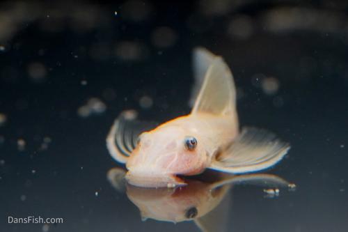 Long Fin Lemon Blue Eye Bushynose Pleco
