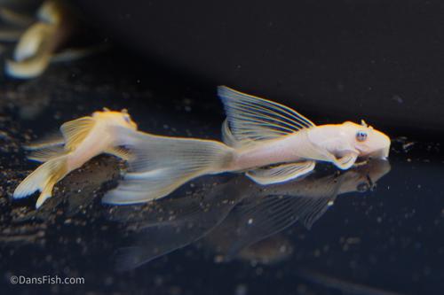 Long Fin Lemon Blue Eye Bushynose Pleco