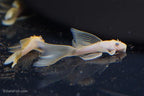 Long Fin Lemon Blue Eye Bushynose Pleco
