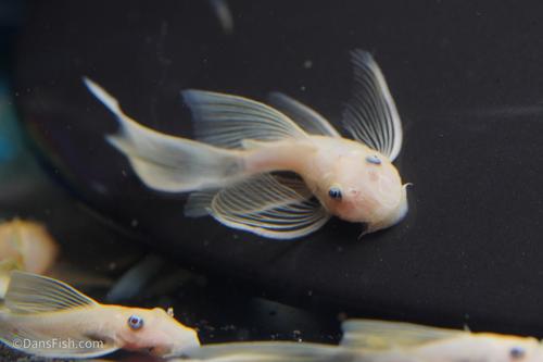 Long Fin Lemon Blue Eye Bushynose Pleco