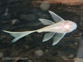 Long Fin Snow White Bushynose