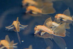 Long Fin Super Red Bushynose Pleco