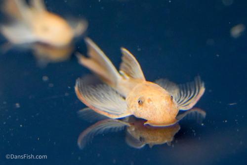 Long Fin Super Red Bushynose Pleco