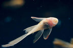Long Fin Super Red Bushynose Pleco