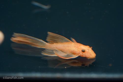 Long Fin Super Red Bushynose Pleco