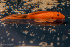 Long Fin Super Red Bushynose Pleco