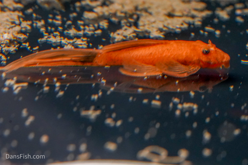 Long Fin Super Red Bushynose Pleco