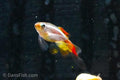 Long-Fin White Cloud Mountain Minnow 'Linni'
