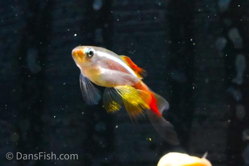 Long-Fin White Cloud Mountain Minnow 'Linni'