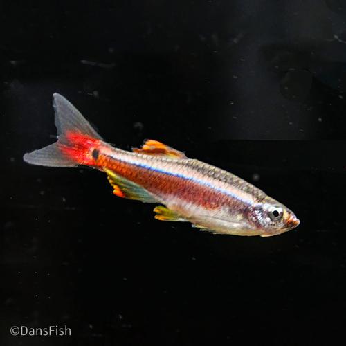 Longfin White Cloud Mountain Minnow