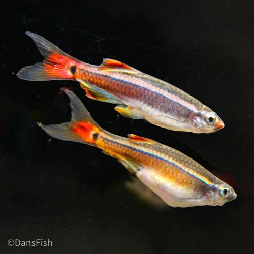 Longfin White Cloud Mountain Minnow