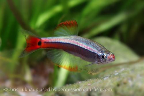 Longfin White Cloud Mountain Minnow