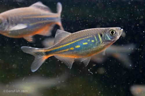 Malabar Giant Danio