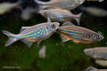 Malabar Giant Danio