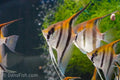 Manacapuru Redback Angelfish